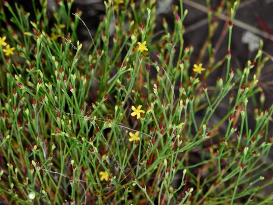 {Hypericum gentianoides}